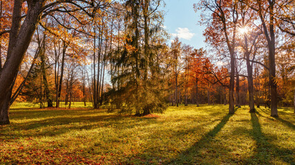  Sunny scene in autumn park