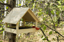 Closeup On Wooden Bird Feeder In The Forest