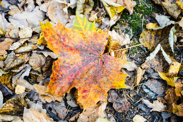 Wall Mural - colorful fallen maple leaf close up on ground in city park on autumn day