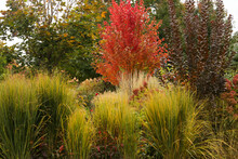 Fall Landscape: A Midwest Garden Utilizing Yellow Northwind Ornamental Grass As A Natural Fence. In The Background Are Vanilla Strawberry Panicle Hydrangeas And Autumn Blaze Maple Tree.