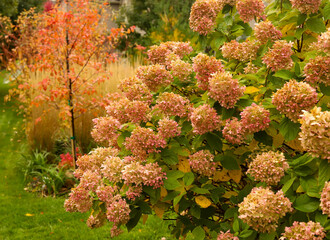 Chicago autumn landscape of a garden scape that includes Limelight hydrangea turning pink, Serviceberry tree and Karl Foerster reed grasses in a residential neighborhood. 