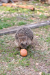The hedgehog eats the egg.