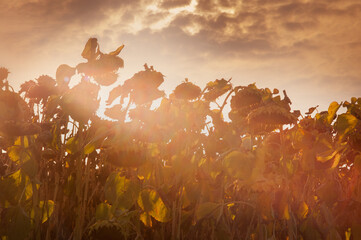 Wall Mural - dried ripe sunflowers in the field, silhouette on the evening lights