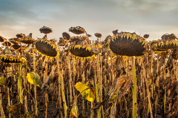 Wall Mural - dried sunflower heads, crops are waiting to be harvested at evening