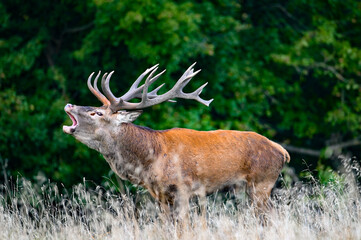 Wall Mural - Roaring red deer stag