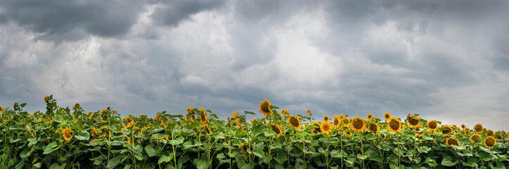 Fotomurales - panorama of sunflower field and sky before thunderstorm