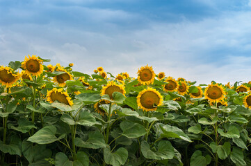 Fotomurales - sunflowers in the field and beautiful sky