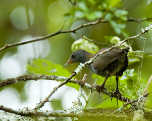 Wall Mural - Paint-billed Crake, Neocrex erythrops