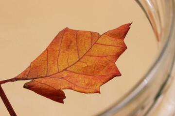 Wall Mural - colored dry autumn leaves on the background