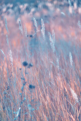 Wall Mural - sunrise in field. autumn rural landscape with fog, sunrise and blossoming meadow. wild grass bloomin