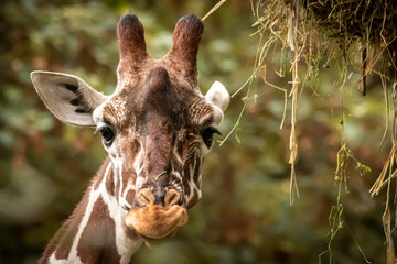 portrait of a giraffe