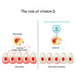Vitamin D, immune system and COVID-19.