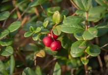 Closeup Of Green Lingonberry Bush With Red Berries In Sunlight
