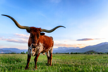 Texas Longhorn 