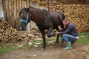 The master pincers removes the grown nail. A farrier works on a horse foot to clean it before creating a horseshoe for the animal