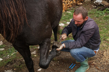 Wall Mural - The master pincers removes the grown nail. A farrier works on a horse foot to clean it before creating a horseshoe for the animal