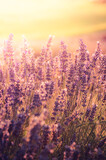 Fototapeta Lawenda - Lavender flowers, blooming in sunlight