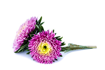 Wall Mural - Asters flowers isolated on white background