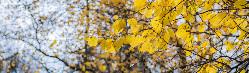 Wall Mural - Beautiful panoramic autumn scenery with colorful leaves and bokeh background