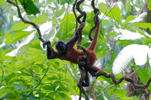 Spider Monkey (Ateles Geoffroyi) At Corcovado National Park, Costa Rica
