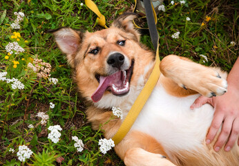 1 red cute dog lying on the grass in a clearing with his tongue hanging out, pet,