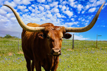 Beautiful Longhorn Cow Grazing In The Hill Country
