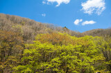 芽吹き始めた峠の広葉樹林