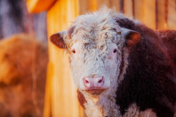 Red and white curly bull close up