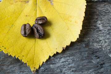 Coffee beans on a fallen yellow leaf in autumn.