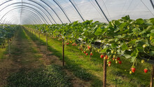 Strawberry Tunnel With Suspended Tables