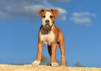 a puppy pit bull on the field