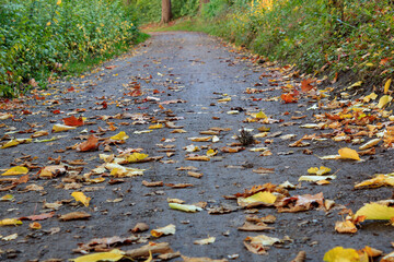 Wall Mural - yellow autumn leaves on the ground with diminishing perspective