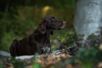 Wall Mural - Hunting dog in the forest