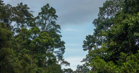 Poster - Timelapse of the jungle and trees of North Sumatra, in Gunung Leuser National Park, at sunset, near the river Bohorok, as the light goes out.