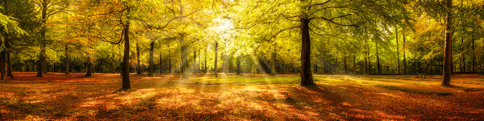 Autumn forest panorama in sunlight