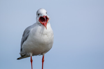 the seagull laughs