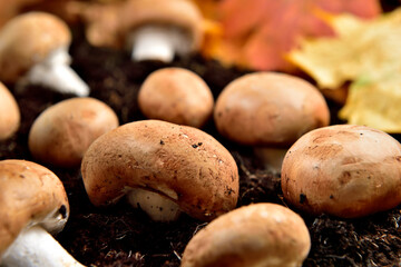 Wall Mural - Fresh organic chestnuts mushroom on the ground