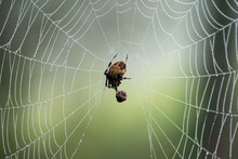 Spotted Orb-weaver Spider On Web With Prey