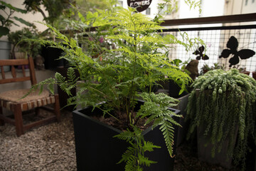 Landscaping and design. Beautiful fern Pteris tremula, also known as Shaking brake, green fronds and foliage, growing in the urban garden.