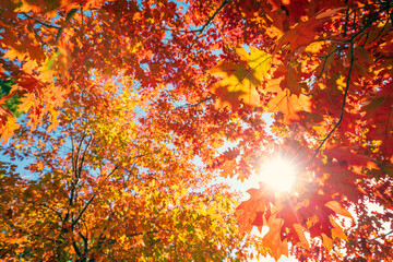 Poster - Multi colored autumn tree leaves on sunny sky background