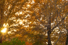 Seasonal Concept. Scenery. Majestic Tall Oaks In Autumn In An Oak Grove Against A Sunset Background. Oak Trees