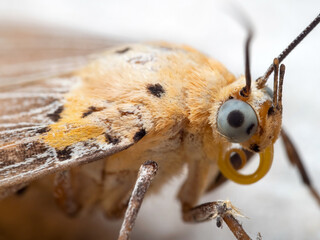 macro photo of head of little yellow butterfly isolated on white background