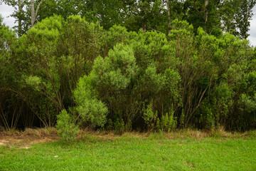 tree in the park