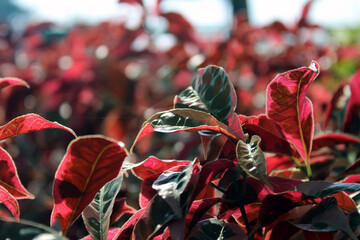 Wall Mural - close up of red leaves