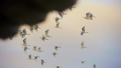 Great Egret India flying in big fleet group