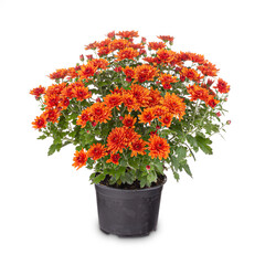 Blossoming red chrysanthemum