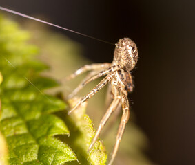 Close-up of a spider weaves a web in nature.