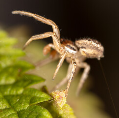 Close-up of a spider weaves a web in nature.
