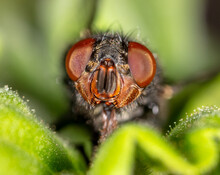 Close-up Portrait Of A Fly In Nature.