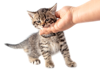 Wall Mural - Hand caressing kitten isolated on white background.